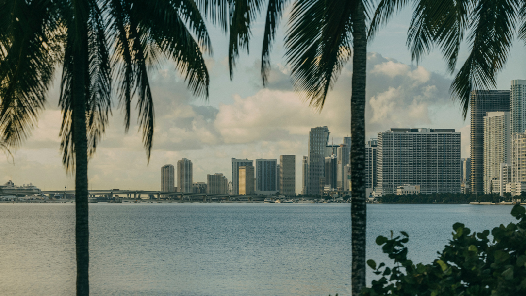 Miami seen through palm trees.
